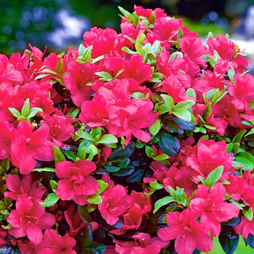 Azalea japonica. AKCIA